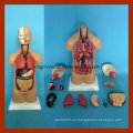 45cm Unisex Anatomía Humanos torso modelo para la venta (12 PCS)